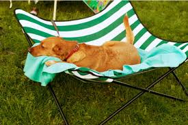 The 25 Best Outdoor Dog Beds Of 2020 Pet Life Today