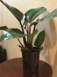 We did not find results for: Philodendron Rojo Congo Large 1 Gal Etsy
