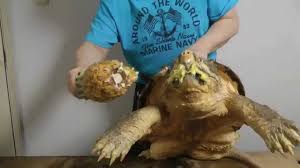 This rapid growth will last for 2 or 4 years and then it will considerably start to slow down. 10 Biting Facts About Snapping Turtles Mental Floss