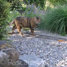 Gartenrundgang Juni 2018 Kiesbeet Vorgarten Garten Vorgarten
