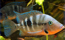 Portez votre credo, portez le style iconique salvini. Feuermaulbuntbarsch Thorichthys Meeki 4 0 5 0 Cm Heimtier Land