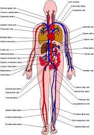 Dysautonomia Pots Awareness Dysautonomia Pots Awareness Support Circulatory System Arteries Arteries And Veins