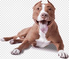 My american pit bull terrier is now eight years of age, and she has yet to bite a single human being or animal. Adult Tan And White American Bully American Pit Bull Terrier American Bully American Staffordshire Terrier Dogs Animals Carnivoran Png Pngegg