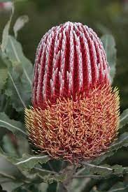 20090701 3464 Banksia Menziesii Flower Australian Native Flowers Garden Plants Design Australian Flowers