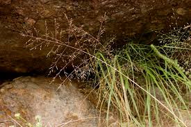 Image result for Eragrostis porosa