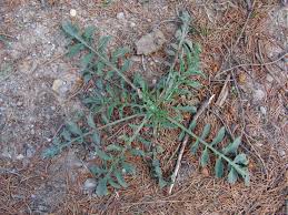 Image result for Stoebe vulgaris
