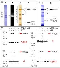 Atp synthase is an enzyme that directly generates adenosine triphosphate (atp) during the process of cellular respiration. Cyclophilin D Modulates Mitochondrial F0f1 Atp Synthase By Interacting With The Lateral Stalk Of The Complex Journal Of Biological Chemistry