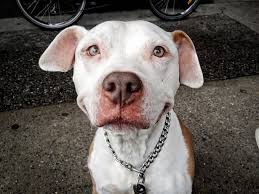 Image result for +dog