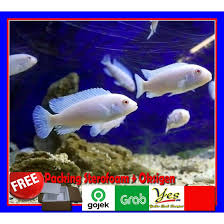 Sejatinya ikan cupang mempunyai 2 jenis bentuk yaitu ikan cupang slayer yang biasa di sebut dengan ikan cupang halfmoon dan ikan cupang aduan yang penyakit ikan cupang yang paling sering terjadi ialah jamur. Ikan Snow White Chiclid Siklid Ikan Hias Lemon Putih Shopee Indonesia