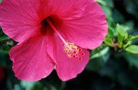 Bunga raya adalah bunga rasmi negara. Bunga Raya The Malaysia National Flower Rumble Lomography