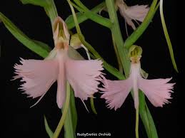 Image result for Habenaria filicornis