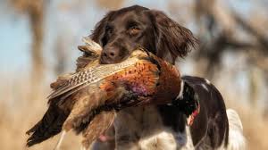 Other similar breeds the small munsterlander is a robust breed, although a few instances of hypothyroidism, seizures, and hip dysplasia have been recorded. Small Munsterlander Price Temperament Life Span