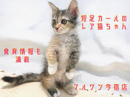スクーカム 猫