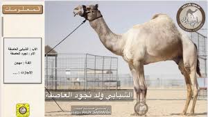 Check spelling or type a new query. Ø±Ø§Ø¹ÙŠ Ø§Ù„Ø®ÙŠØ§Ù„ÙŠÙ‡ On Twitter 58 Ø§Ù„Ø´Ø¨Ø§Ø¨ÙŠ ÙˆÙ„Ø¯ Ù†Ø¬ÙˆØ¯ Ø§Ù„Ø¹Ø§ØµÙØ©