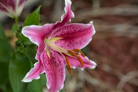 Maybe you would like to learn more about one of these? May You Love Blossom Like A Lily Lailah Gifty Akita Think Great Be Great Bulb Flowers Lily Flower Lily Bulbs