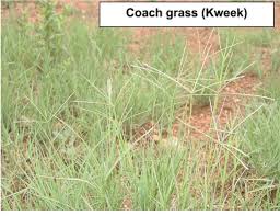 Image result for Anthephora pubescens