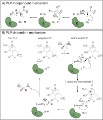 Mechanism of the kucherov reaction. Exploiting Racemases Springerlink