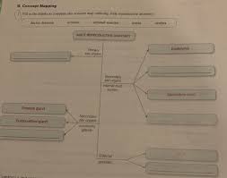 The male reproductive system is responsible for sexual function, as well as urination. Solved B Concept Mapping 1 Fill In The Blanks To Comple Chegg Com