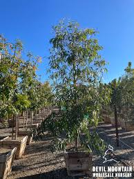 Image result for Eucalyptus camaldulensis