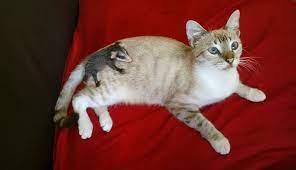 Little Kitten Comes Home One Day Carrying A Strange Baby On Her Back Baby Possum Baby Animals Pictures Baby Opossum