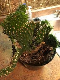 How can you see into my eyes like open doors leading you down into my core where i've become so numb without a soul my spirit sleeping somewhere cold. How Can I Bring This Beautiful Opuntia Cactus Back To Life Ny Usa Succulents