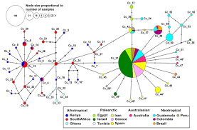 Population Genetics And Migration Pathways Of The