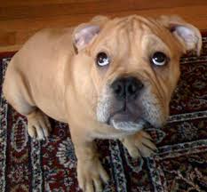 A victorian bulldog is a breed of bulldog with an athletic build, long muzzle, and relatively small head. Victorian Bulldog Ultimate Dog Breed Guide