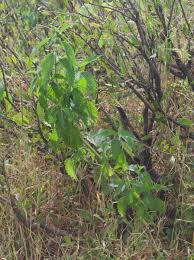 Image result for Leucas martinicensis