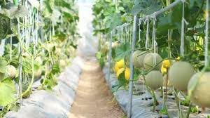 Three parts:prepping the ground and plantingcaring for canteloupetroubleshooting cantaloupe. Cantaloupe Japanese Melon And Other Melon Growing In Greenhouse Indoor Farm Stock Video C Glowonconcept 102249370
