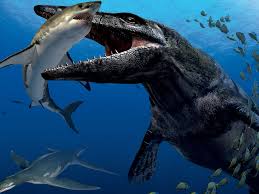 Image result for shark big big sharks