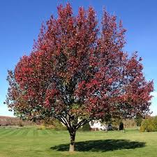 Maybe you would like to learn more about one of these? Pyrus Calleryana Ornamental Pear Southern Woods California Landscaping Southern Landscaping Flowering Trees California