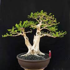 Gaya bonsai yang unik tidak hanya membuat rumah tampak asri, namun juga menjadi dekorasi yang bernilai seni. Bonsai T500 Sancang Premna Microphyla Gaya Style Double Trunk Anaman Hias Unik Shopee Indonesia