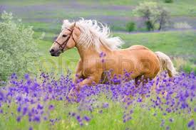 Palomino horse with long blond male on ... | Stock image | Colourbox