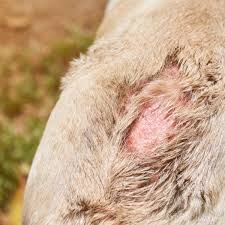 Que Hacer Si Mi Perro Tiene La Piel Irritada Causas Y Recomendaciones