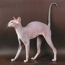 Hairless cat breeds are the result of genetic mutations. Peterbald Price Range 1 700 To 3 000 The Peterbald Cat Hails From Russia And Generally Has No Or Little Cat Breeds Oriental Shorthair Cats Hairless Cat