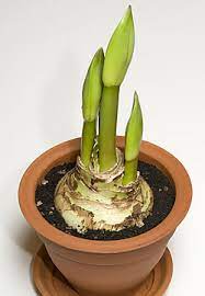 In diesem video erfährst du, in welchem zeitraum du die amaryllis pflanzt, damit sie pünktlich zur weihnachtszeit blüht. So Bluht Die Amaryllis Jedes Jahr