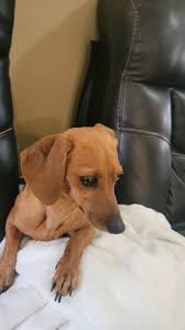 This sweetie wandering Rincon looking tired and thirsty....