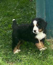 Bernese mountain dog puppies are available at lancaster puppies. Page 1