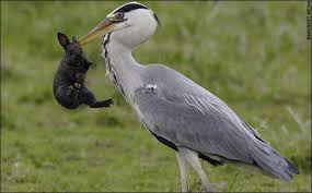 Heron Eats A Rabbit Easter Cancelled Animals Eating Animals Dramatic Photos Heron Animals