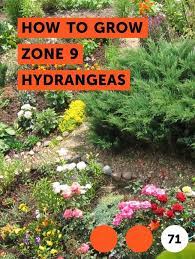 Learn How To Grow Zone 9 Hydrangeas How To Guides Tips And Tricks Dogwood Trees Plants Catawba Tree