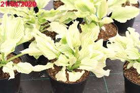 Image result for Hosta White Feather