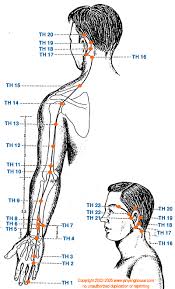 th triple heater meridian graphic chinese medicine