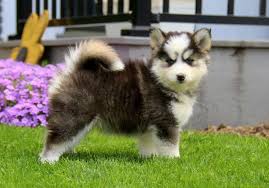 Pomsky in dogs & puppies for rehoming in ontario. Ethan Pomsky Puppy From New Holland Pa Pomsky