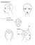 Natural Looking Highlight Foil Placement Diagrams