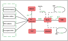 Liquefactive necrosis (or colliquative necrosis) is a type of necrosis which is characteristic of focal bacterial or fungal infections. Frontiers Oxidative Stress Mediated Atherosclerosis Mechanisms And Therapies Physiology