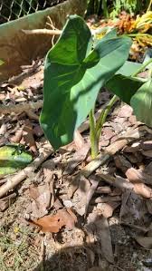 Image result for Montrichardia linifera