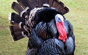 Será pavo o guajolote? | Dirección General del Servicio de Información  Agroalimentaria y Pesquera | Gobierno | gob.mx