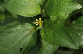 Image result for Synedrella