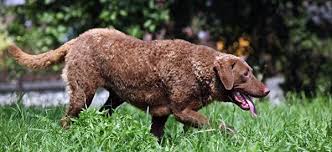 Asked if he would be keen to star in a film, he said: Top 40 Best Dog Breeds For Men Coolest Dog Breeds