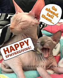 Find the perfect american hairless terrier puppy for sale at puppyfind.com. Rose City Sphynx Home Facebook